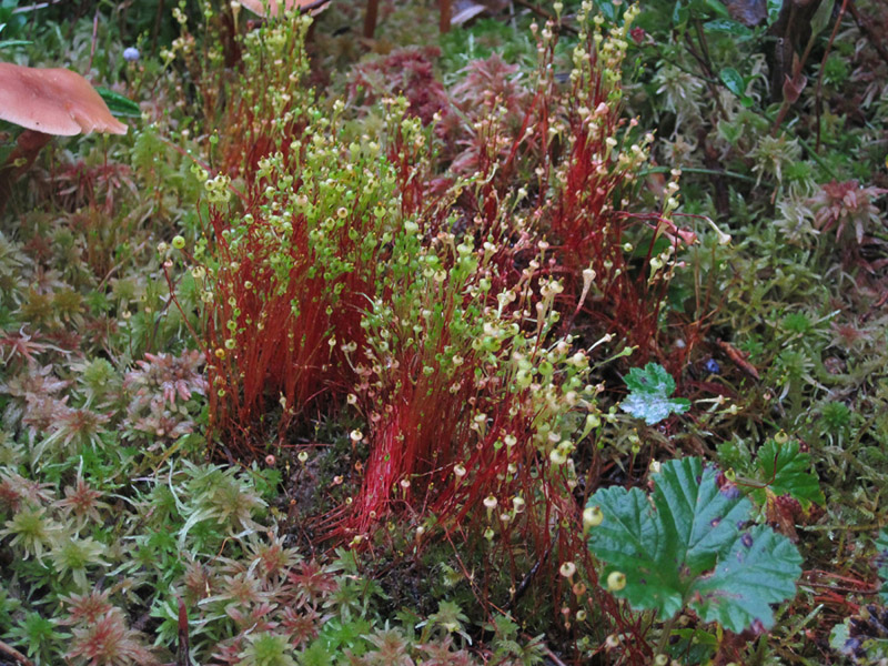 Splachnum ampullaceum